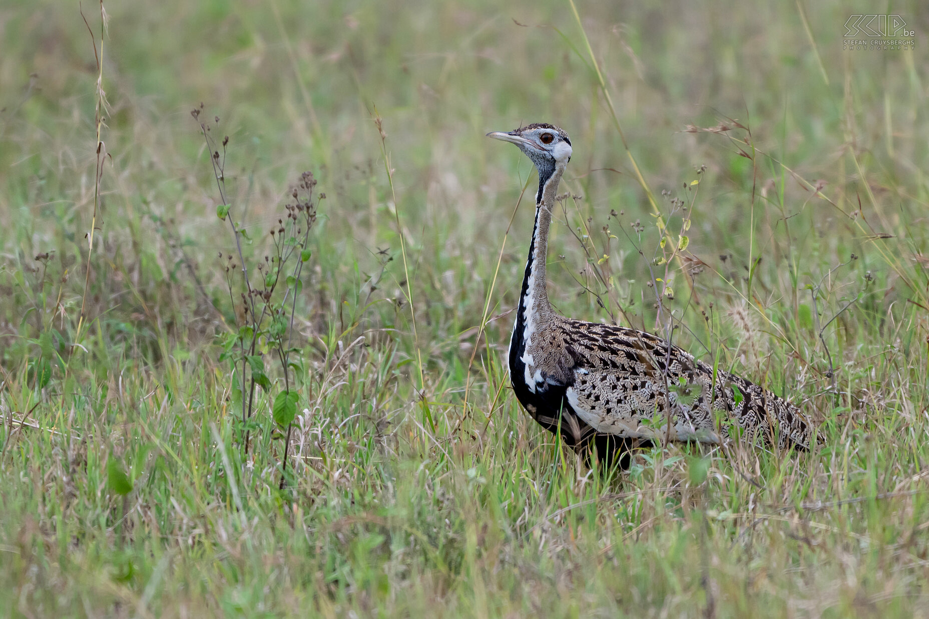 Nakuru NP - Zwartbuiktrap lack-bellied bustard / Lissotis melanogaster Stefan Cruysberghs